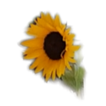 Blumen für Jonas, Logo mit der Sonnenblume von Just ME (icke). Dieses Sonnenblume blühte für Jonas an seinem Pflegebett.